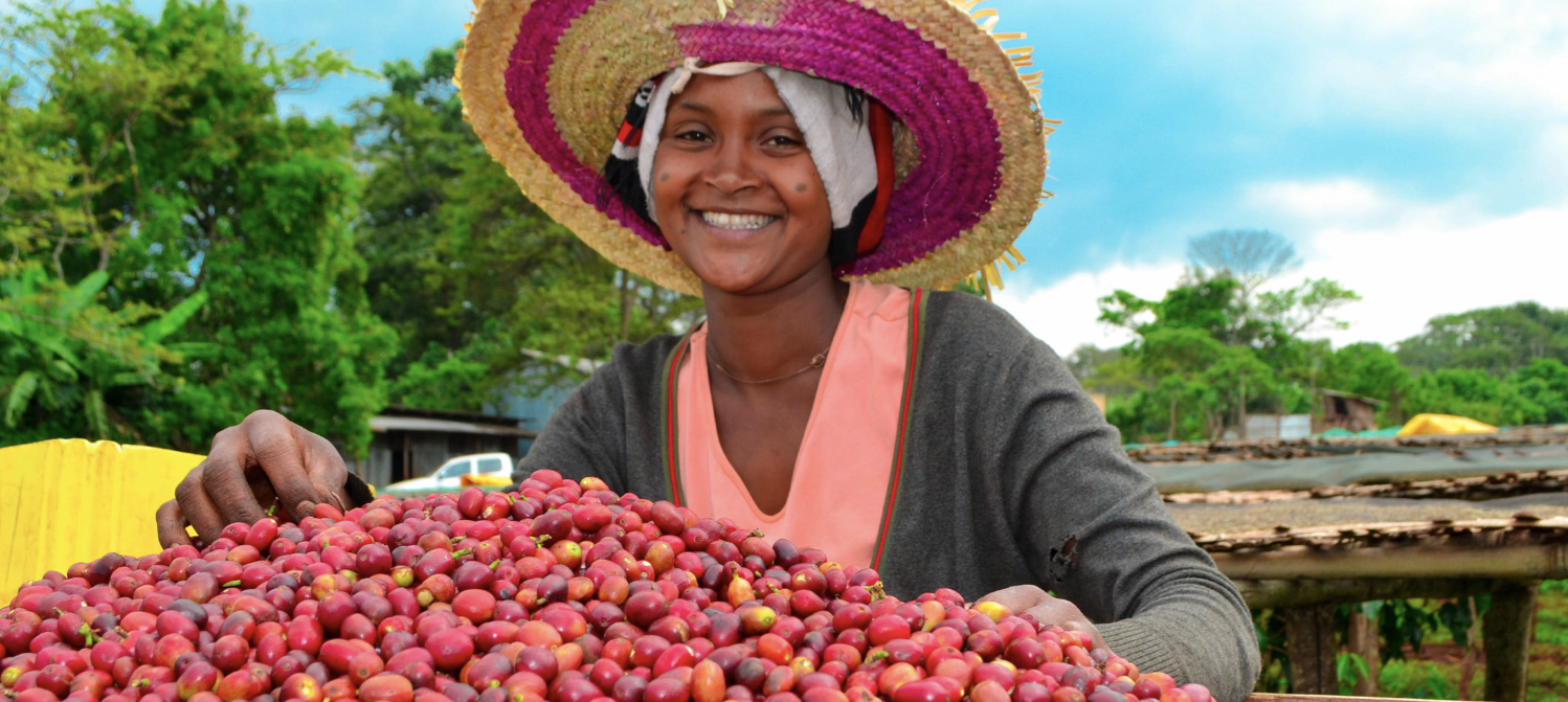 福袋コーヒー BENCHI MAJI GESHA - ETHIOPIA – LIGHT UP COFFEE