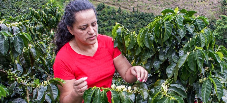 Photo of BUENA VISTA - COLOMBIA