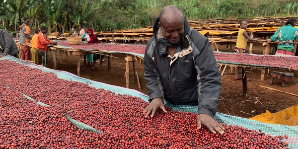 待望のエチオピア、単一農園のコーヒー「チェルチェレベケレ」