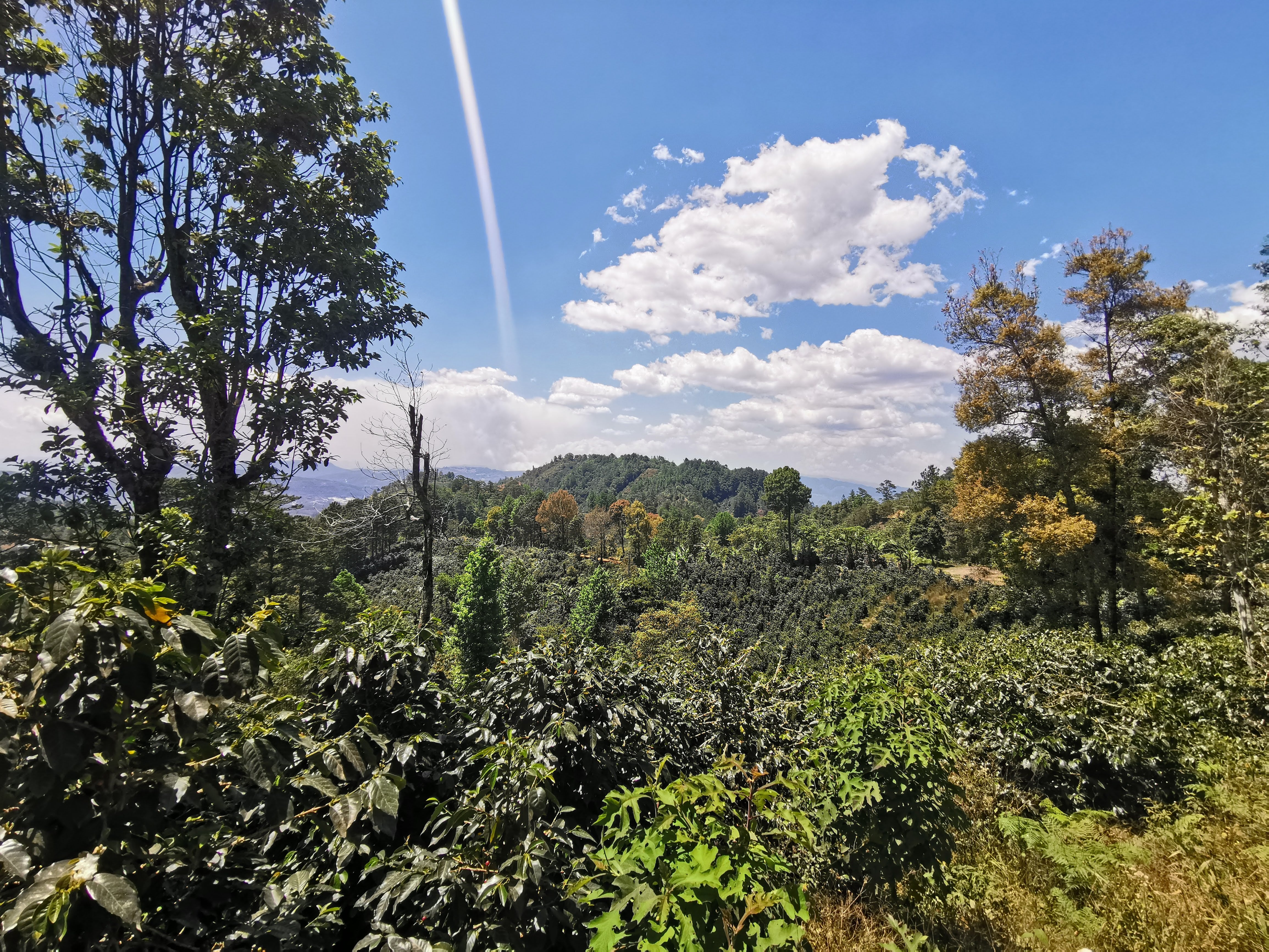 Photo of CABALLERO - HONDURAS