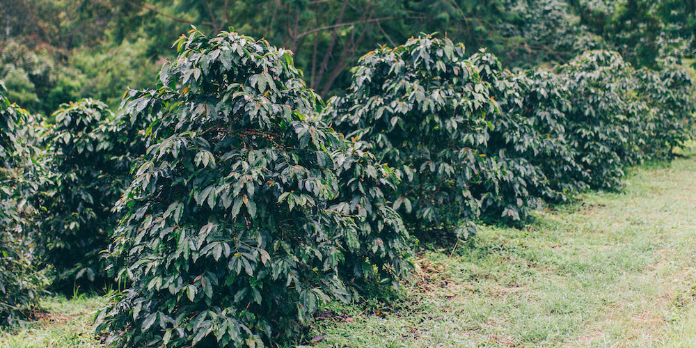コーヒーの知識 Vol.5 – 品種によるコーヒーの味の違い