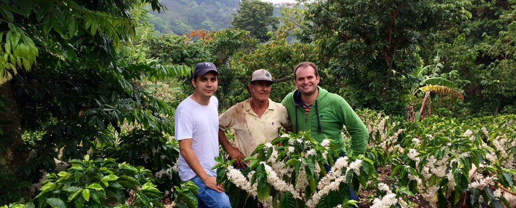 福袋コーヒー V&G SAN JUANILLO - COSTA RICA – LIGHT UP COFFEE