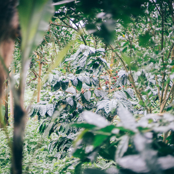 バリ島コーヒー農園ツアー2023開催のお知らせ – LIGHT UP COFFEE