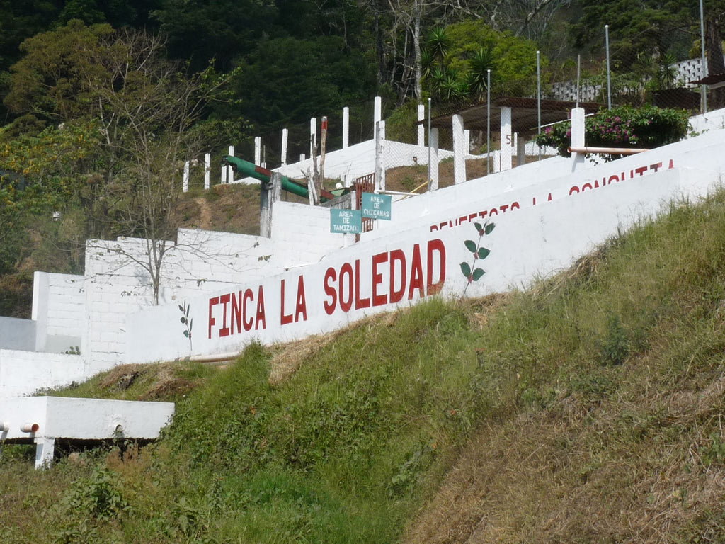 福袋コーヒー LA SOLEDAD GEISHA - GUATEMALA – LIGHT UP COFFEE