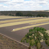 FAZENDA RIO BRILHANTE  - BRAZIL