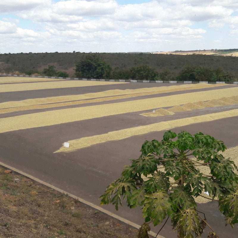 FAZENDA RIO BRILHANTE  - BRAZIL