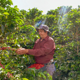 LAS PERLITAS PINK BOURBON - COLOMBIA