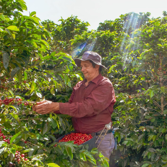 LAS PERLITAS PINK BOURBON - COLOMBIA