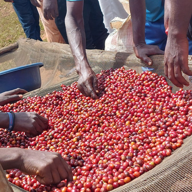NYAGISHIRU - BURUNDI