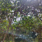 NYAGISHIRU - BURUNDI