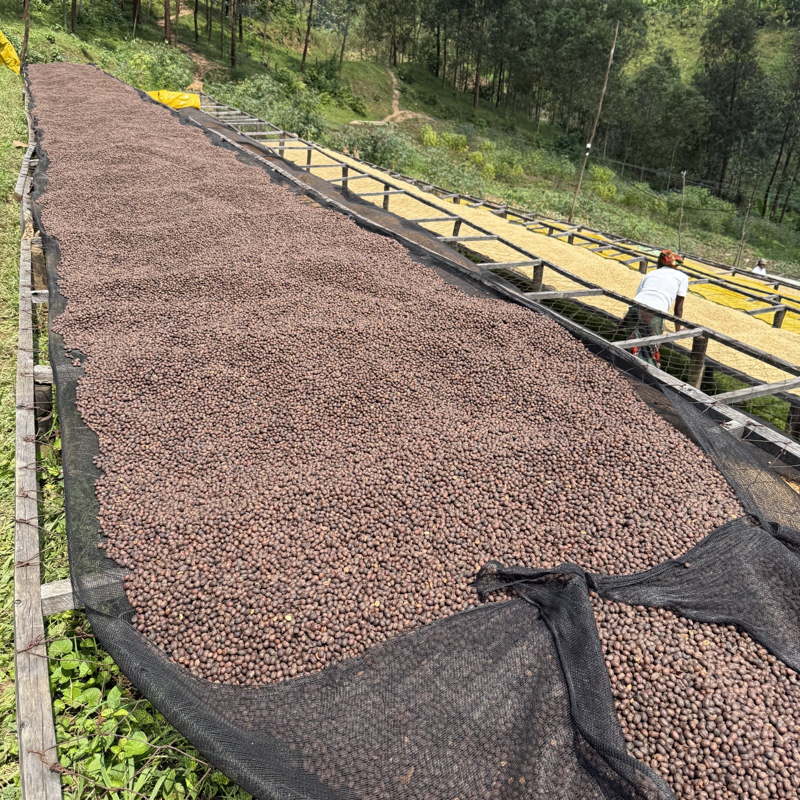 LIGHT UP COFFEE】[JUICY] GISHEKE - RWANDA