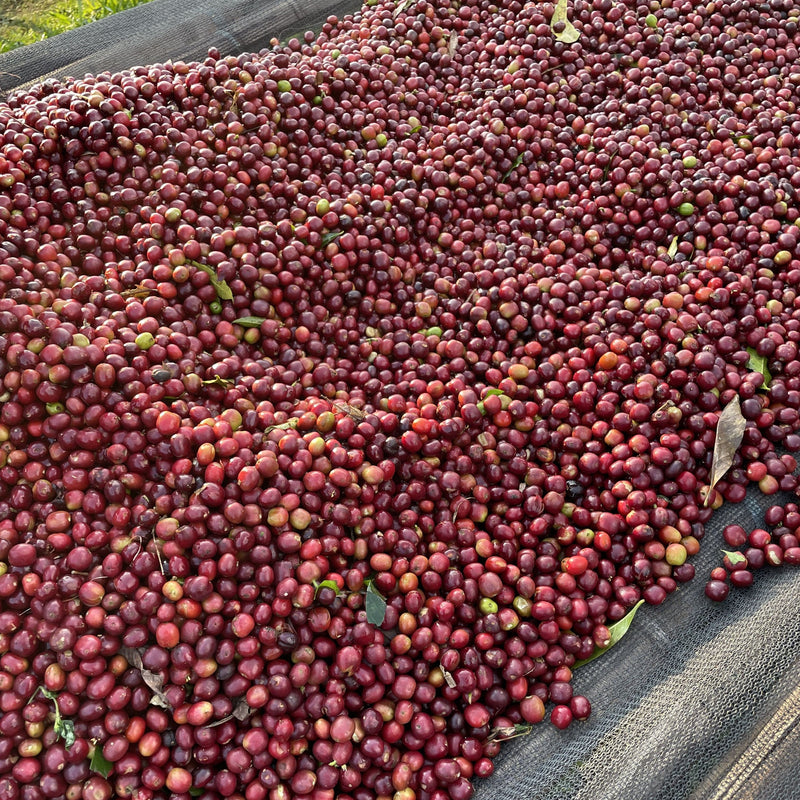 HALATA - ETHIOPIA