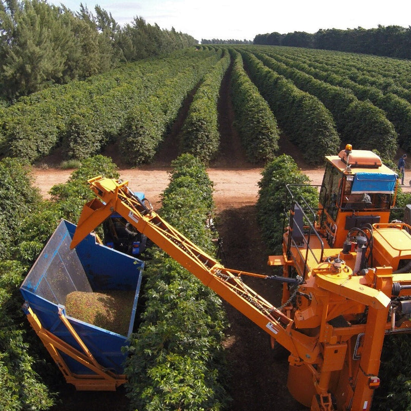 FAZENDA RIO BRILHANTE  - BRAZIL