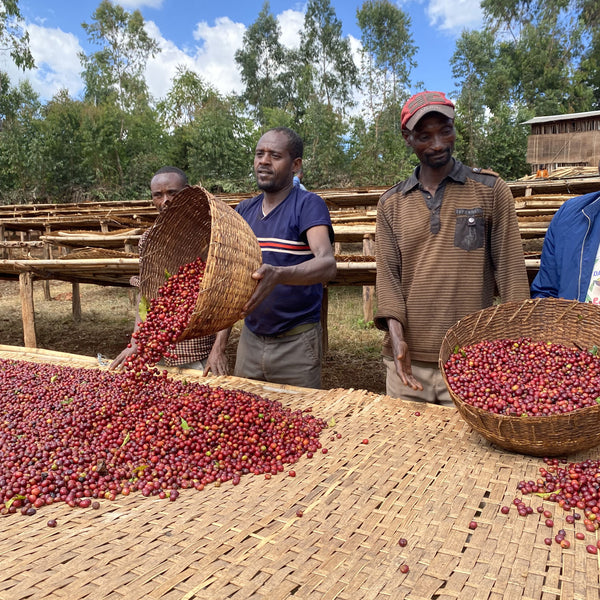 CHELCHELE TARIKU - ETHIOPIA