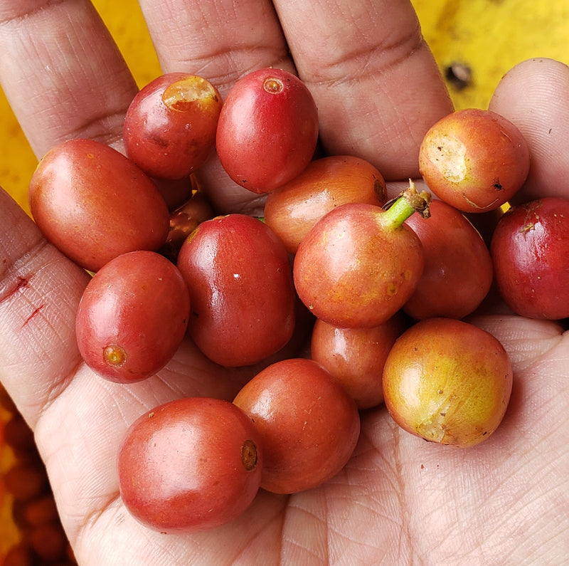 PARO DE ROSA - COLOMBIA