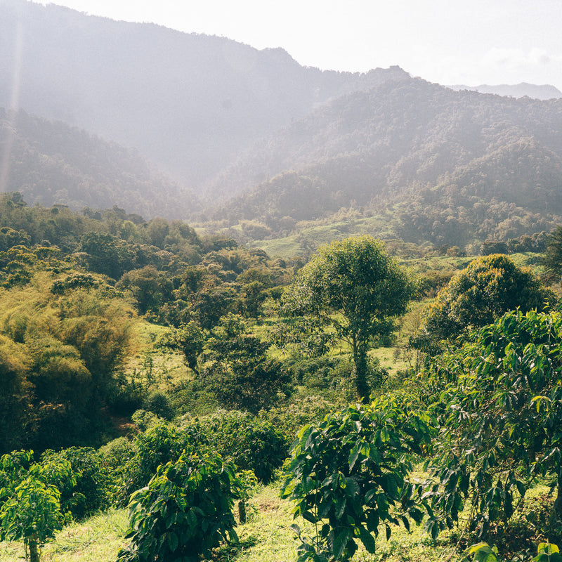 CASA RUMISITANA SIDRA - ECUADOR