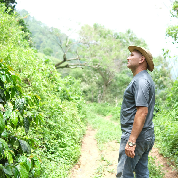 FINCA DON JAIME SL28 - EL SALVADOR
