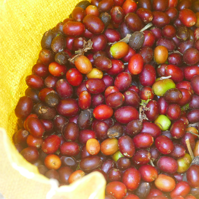 LA BENDICION PACAMARA - NICARAGUA