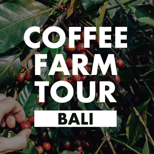 バリ島コーヒー農園ツアー2024 [4~5月開催]