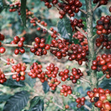 V&G SAN JUANILLO - COSTA RICA